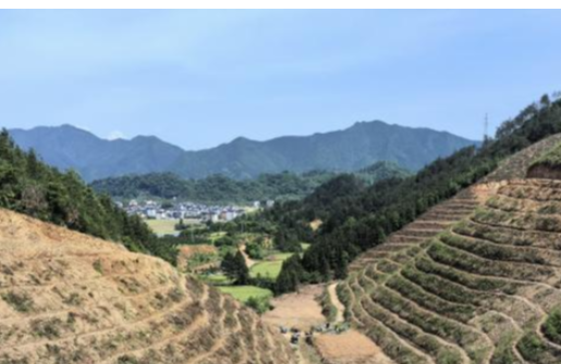 浙江金控結(jié)對幫扶高合村百畝蜜源林項目種植完成